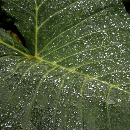 Leaf Drop
