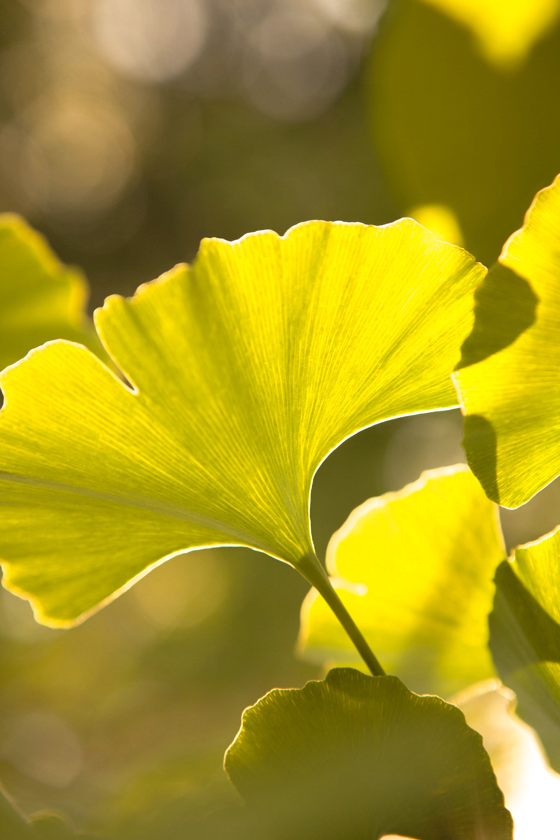 Ginkgo